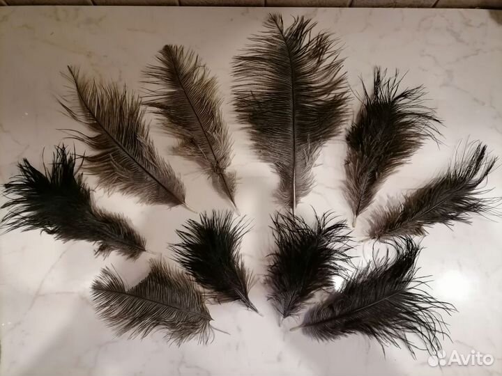 Перья страуса и павлина