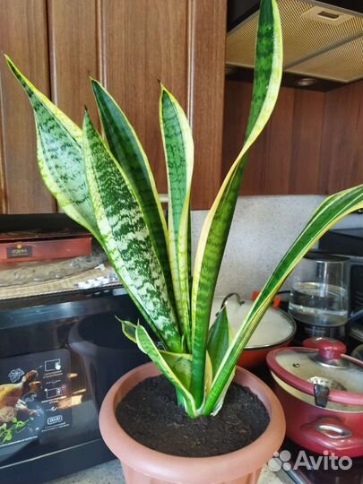 Сансевиерия сортовая