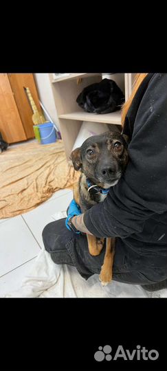 Собака в добрые руки