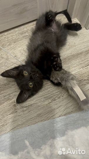 Кошка в дар бесплатно