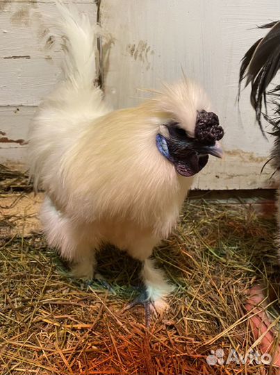 Петух китайский шелковый