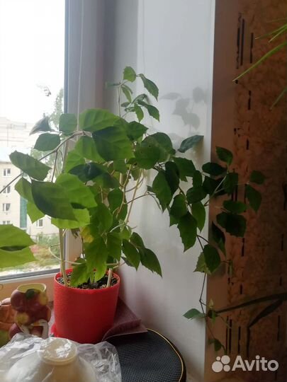 Циссус березка