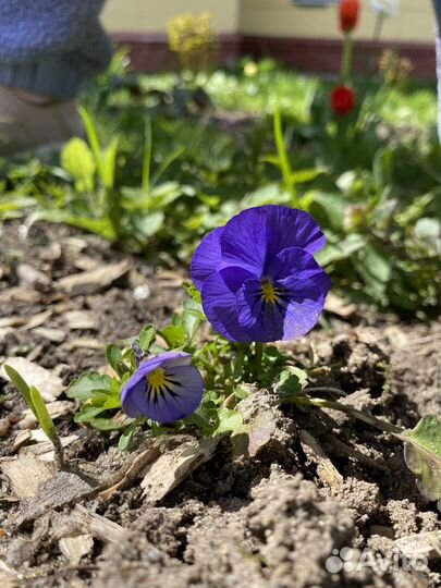 Фиалка рогатая