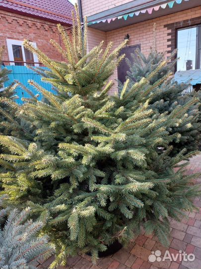 Живая ель