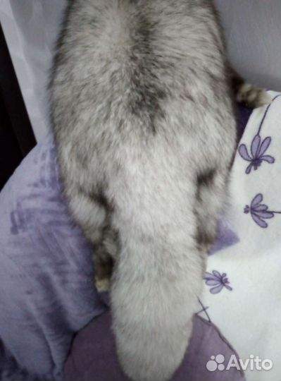 Воротник песец