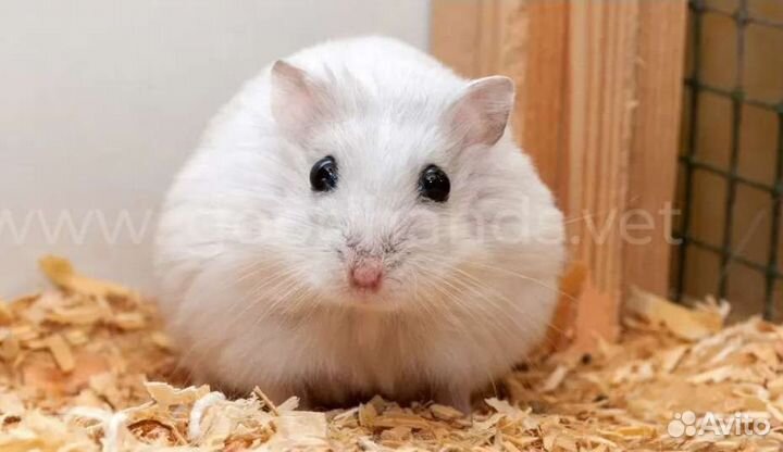 Для хомяка