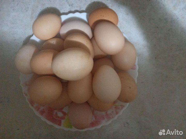 Курица домашняя бройлер