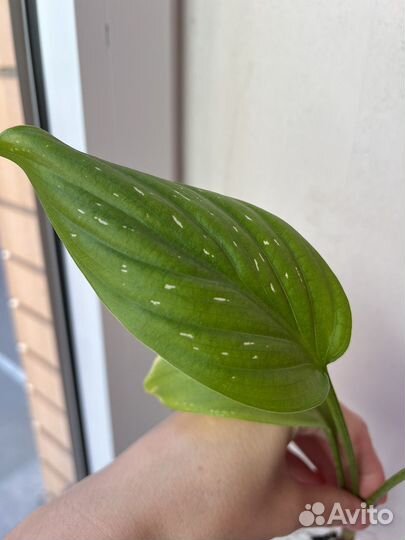 Комнатные цветы калла