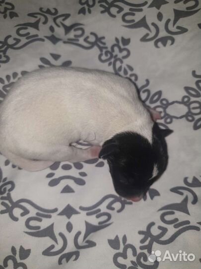 Маленькая собака