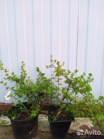 Лапчатка, гортензия