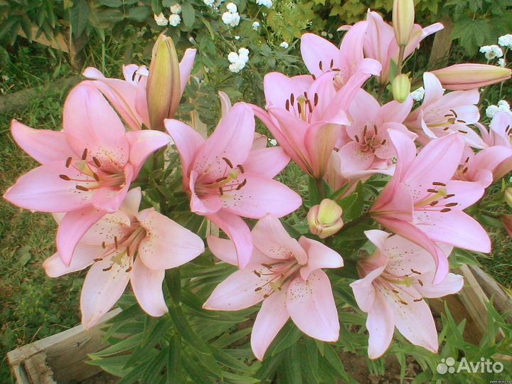 Луковицы лилии оптом
