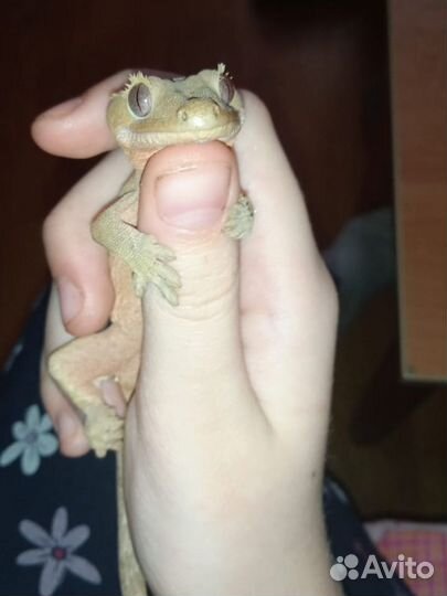 Реснитчатый бананоед с террариумом и кормом