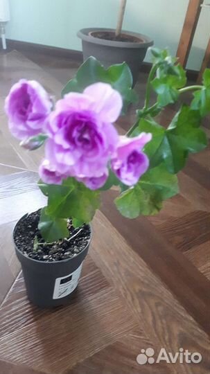 Растения для дома