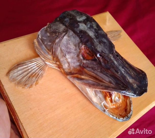 Чучело головы щуки