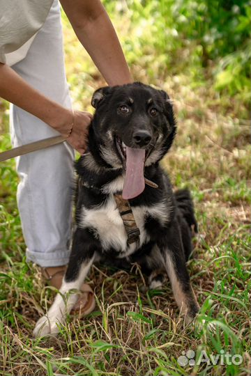 Щенок девочка