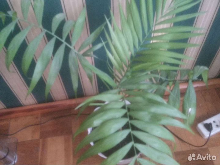 Хамедория, фикус 