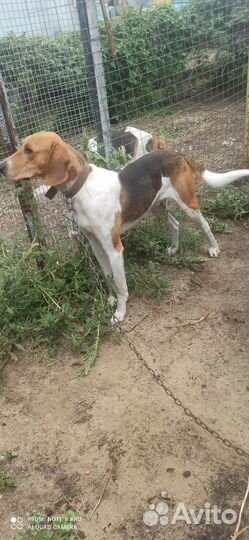 Русская пегая гончая