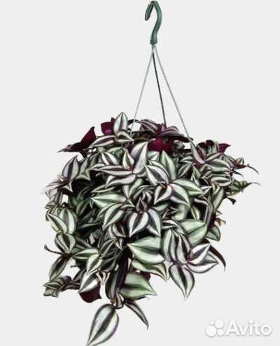 Циперус Фараон, хлорофитум, традесканция