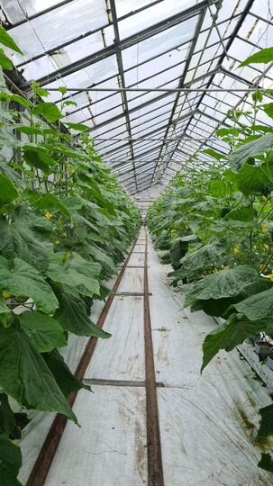 Участок 21 га (СНТ, ДНП)