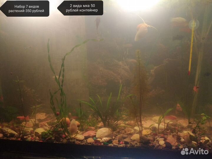 Аквариумные растения