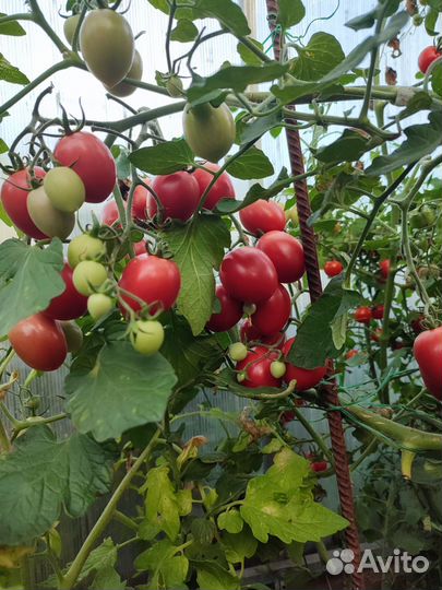 Семена коллекционных сортов томатов