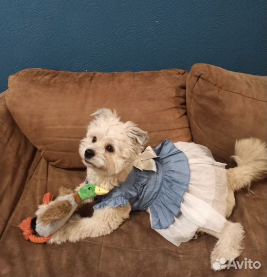 Платье на собаку