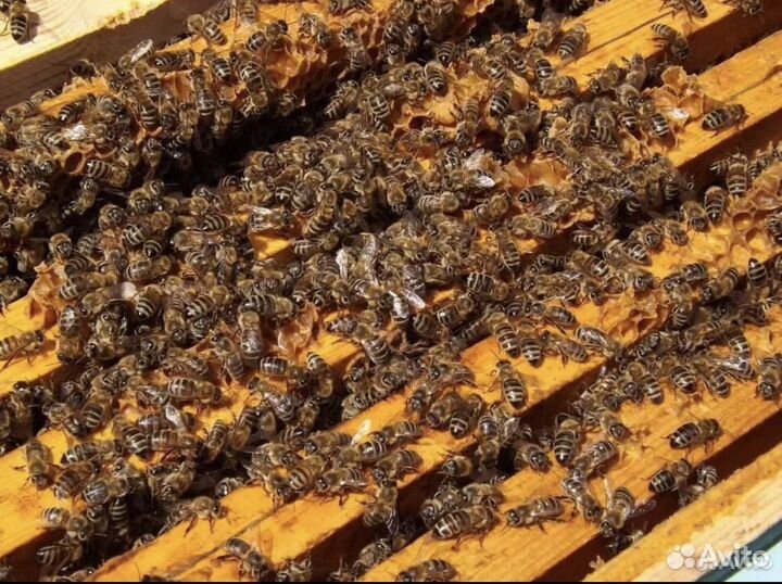 Пчелосемьи с ульем