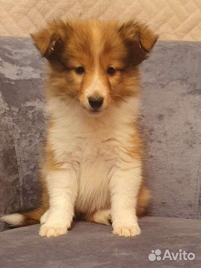 Щенки шелти