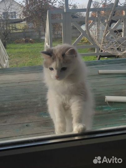 Кошка в дар