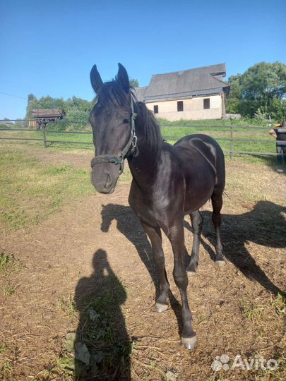 Жеребчик полуфриз продажа, обмен