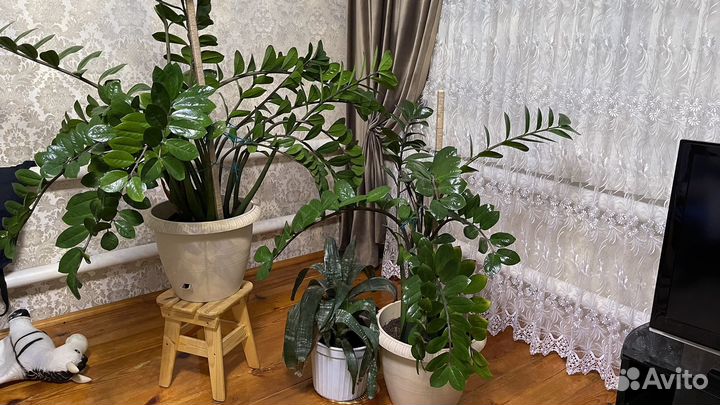 Замиокулькас