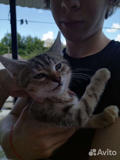 Котята в добрые руки бесплатно