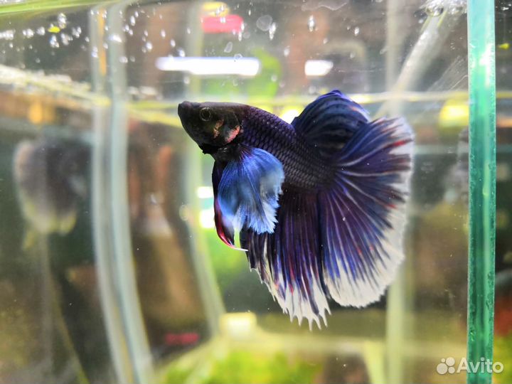 Рыбка петушок халфмун, супердельта, корона вуаль