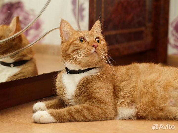 Ищет Дом Шикарная, Ласковая Рыже-Белая красавица