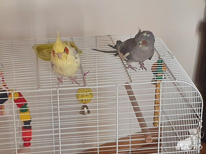 Попугай корелла с клеткой