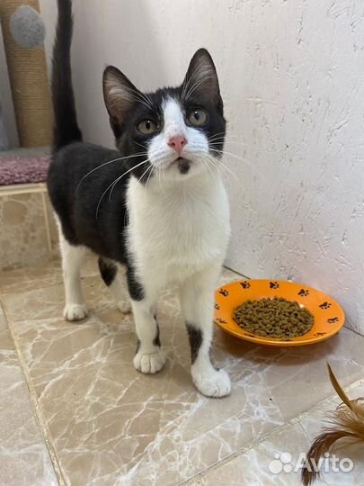 Софико ищет дом