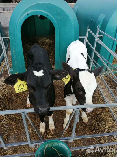 Породистые бычки телята