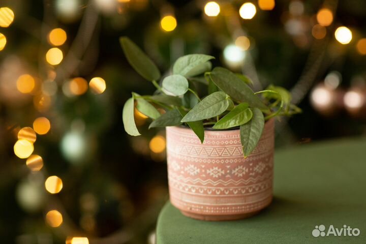 Сциндапсусы разные