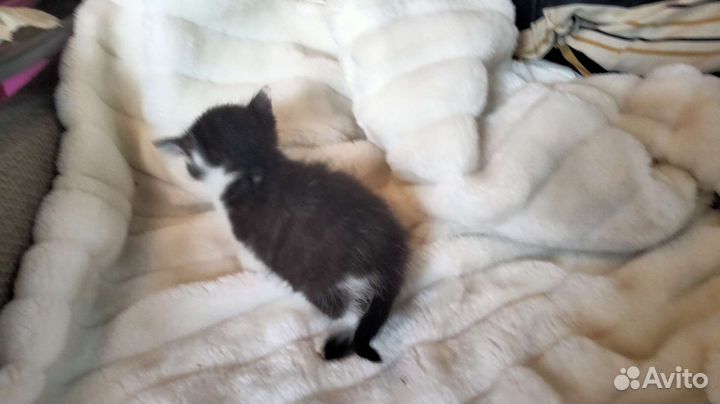 Котенок девочка в добрые руки