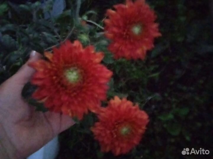 Хризантема корейская