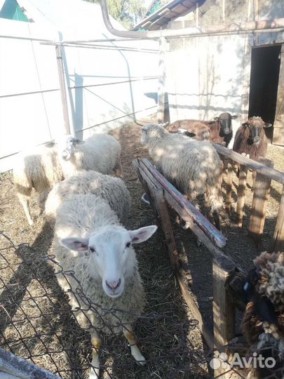 Овцы и баран