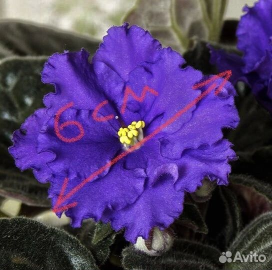 Фиалки детки