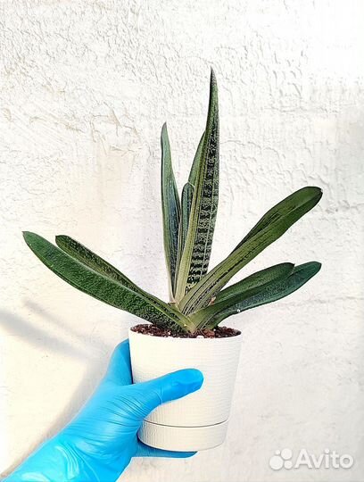 Гастерии разные суккуленты