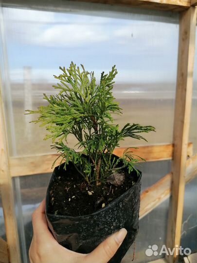 Туя шаровидная