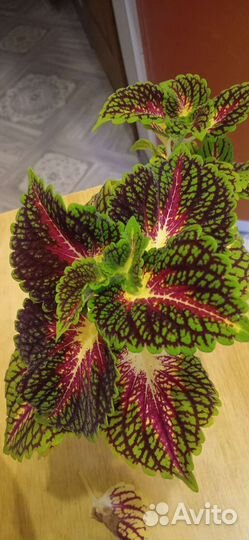 Комнатные растения