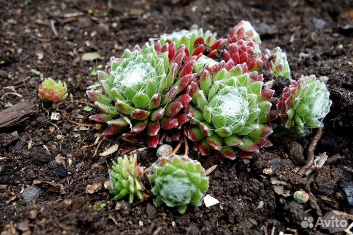 Молодило или Каменная роза