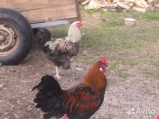 Петухи