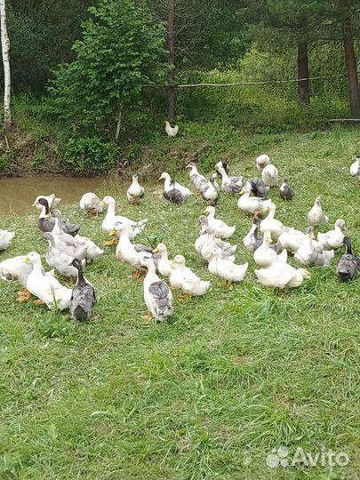 Утка породы голубой фоворит