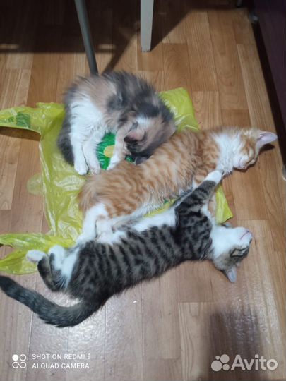 Котики и кошечка в хорошие руки бесплатно