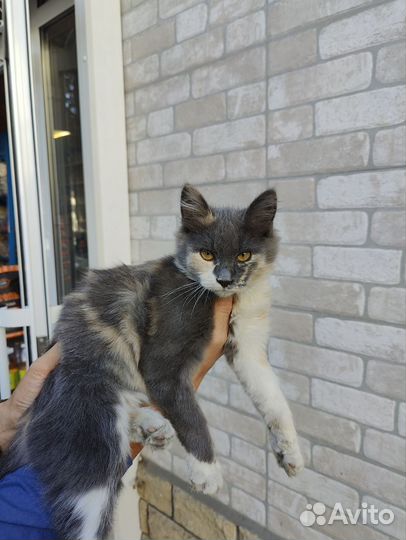 Котенок 3 цветный